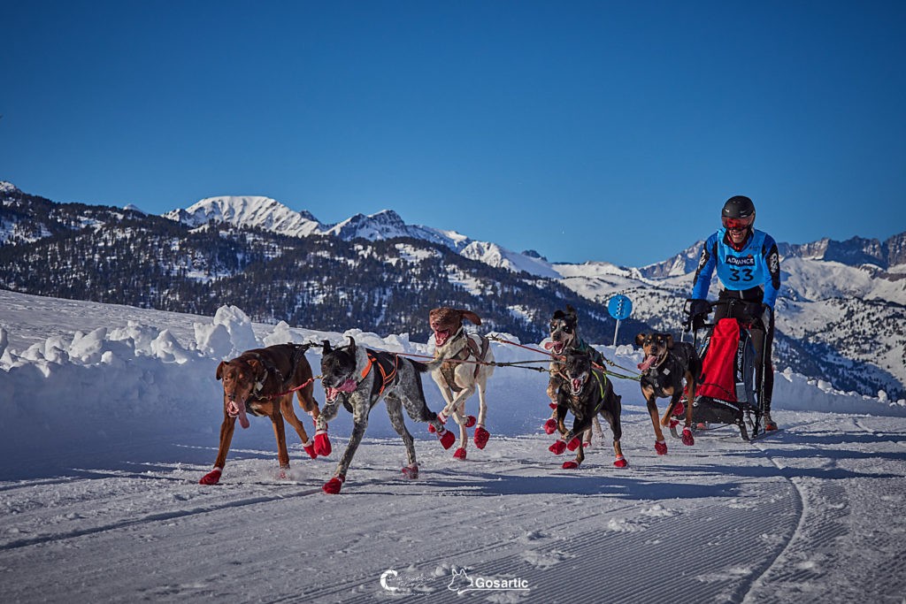 Cuatro medallas para Navarra en el Campeonato de España de Mushing Tierra
